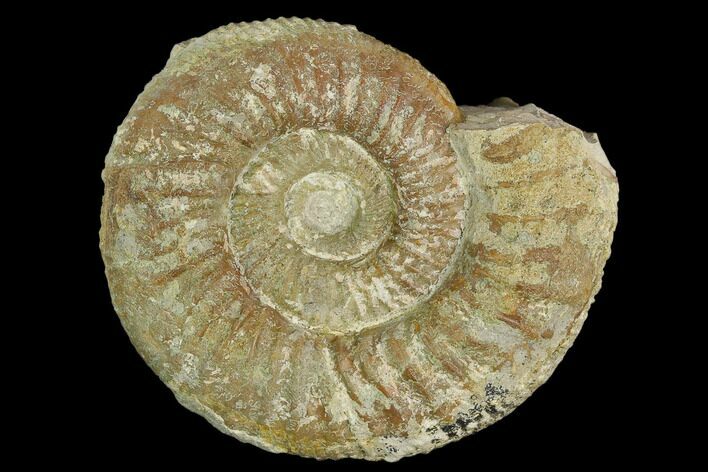 Ammonite (Orthosphinctes) Fossil - Germany #125616